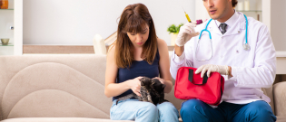 Illustration : "Les premiers soins d'urgence en cas d'accident d'un chat"