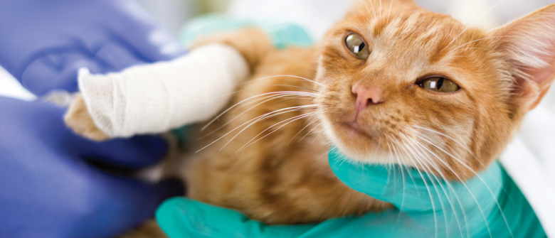 Illustration : "L'assurance santé pour chat"