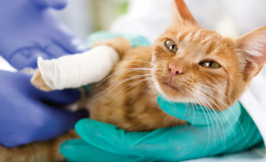 Illustration : "L'assurance santé pour chat"