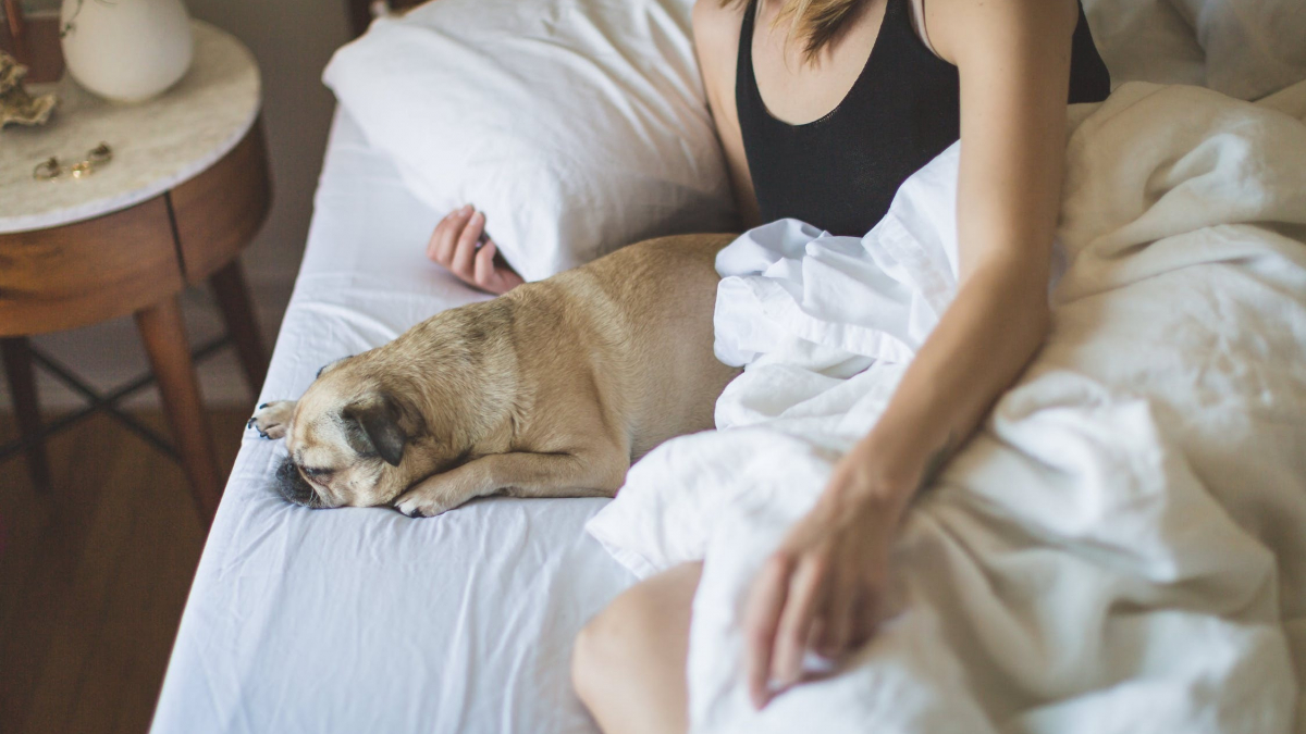Illustration : "D'après cette étude, les femmes dorment mieux quand elles partagent leur lit avec un chien"