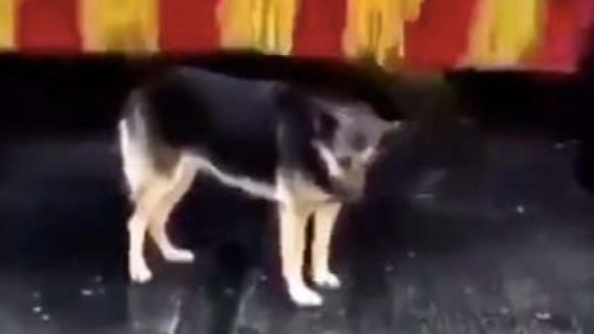 Illustration : "Ce chien malin a compris la technique pour avoir des caresses à volonté (vidéo)"
