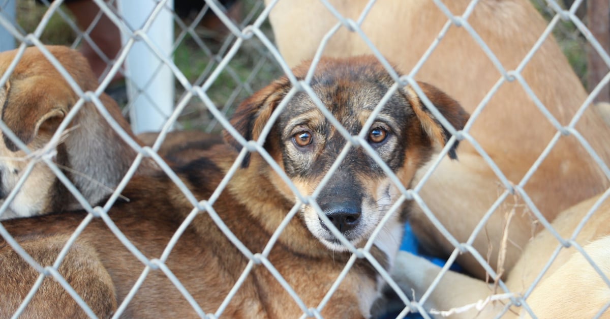 Un abattoir de chiens géant démantelé en Corée du Sud