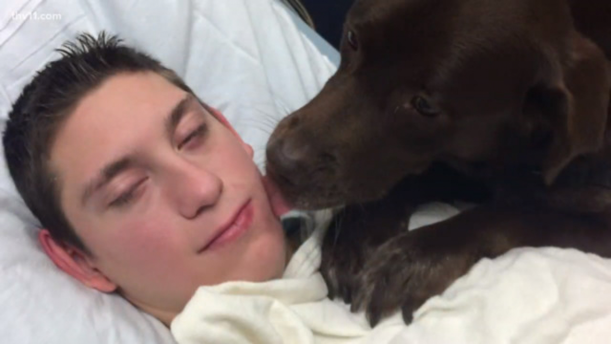 Illustration : "Un chien et son maître handicapé, offrent de l'amour et des caresses à ces patients chaque dimanche (Vidéo)"
