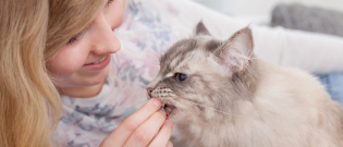 Illustration : "Quelles friandises choisir pour son chat ?"