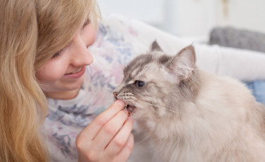 Illustration : "Quelles friandises choisir pour son chat ?"