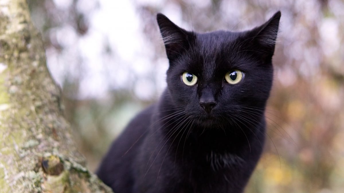 Illustration : "Torturé et infesté de vers, ce chat battu à coup de pieu prend un nouveau départ ! "