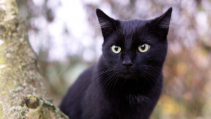 Illustration : Torturé et infesté de vers, ce chat battu à coup de pieu prend un nouveau départ ! 