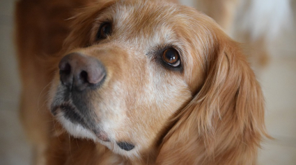 Illustration : Un chien guide d’aveugle agressé par 2 congénères en pleine rue 