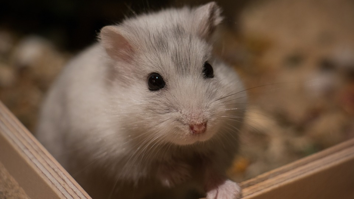 Illustration : "Soins et hygiène à apporter à son hamster"