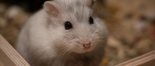Illustration : "Soins et hygiène à apporter à son hamster"