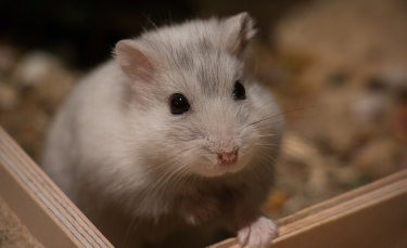 Illustration : "Soins et hygiène à apporter à son hamster"