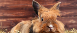 Illustration : "Préparer l'arrivée du lapin à la maison"