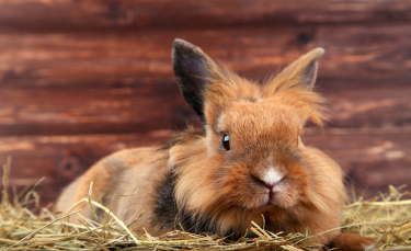 Illustration : "Préparer l'arrivée du lapin à la maison"