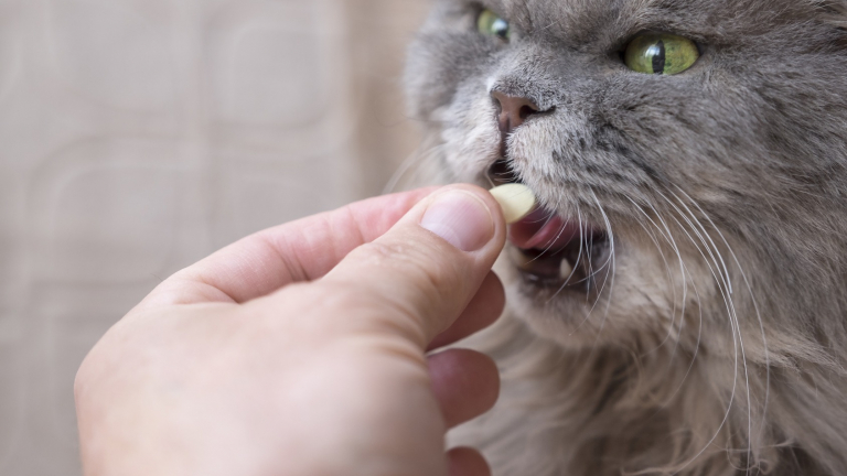Comment donner un médicament à son chat efficacement et en douceur