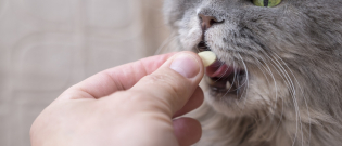 Illustration : "Comment donner un médicament à son chat efficacement et en douceur ?"