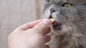 Illustration : "Comment donner un médicament à son chat efficacement et en douceur ?"