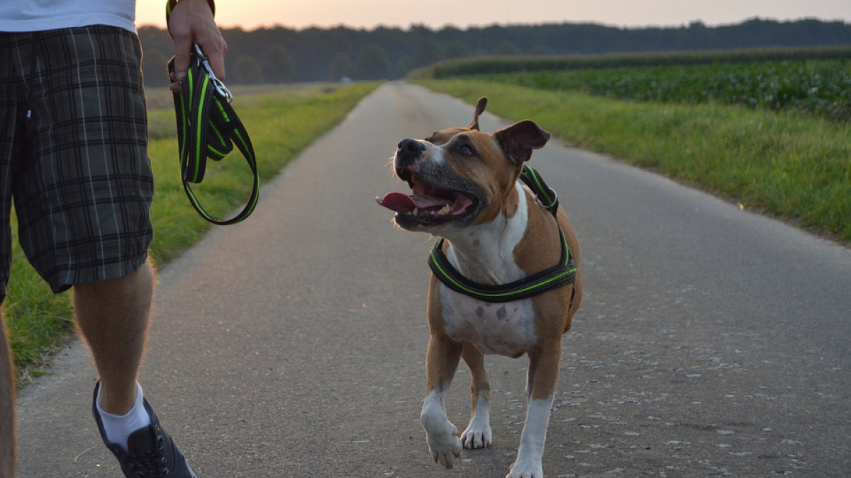 Illustration : "Un chien promené sans muselière agresse un petit garçon de 4 ans"