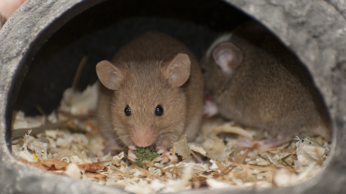 8 points d'entrées par où entrent les souris dans la maison