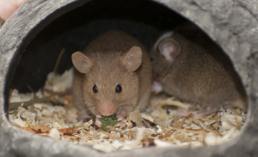 Illustration : "Préparer l'arrivée d'une souris à la maison"