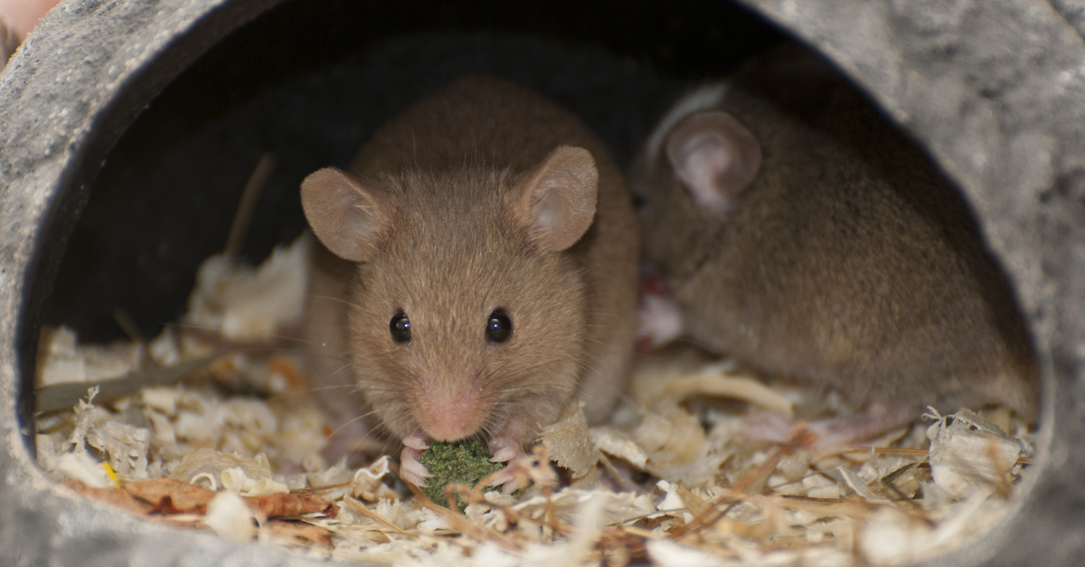 Quels sont les besoins en eau d'une souris domestique ?