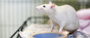 Illustration : "Préparer l'arrivée du rat à la maison"
