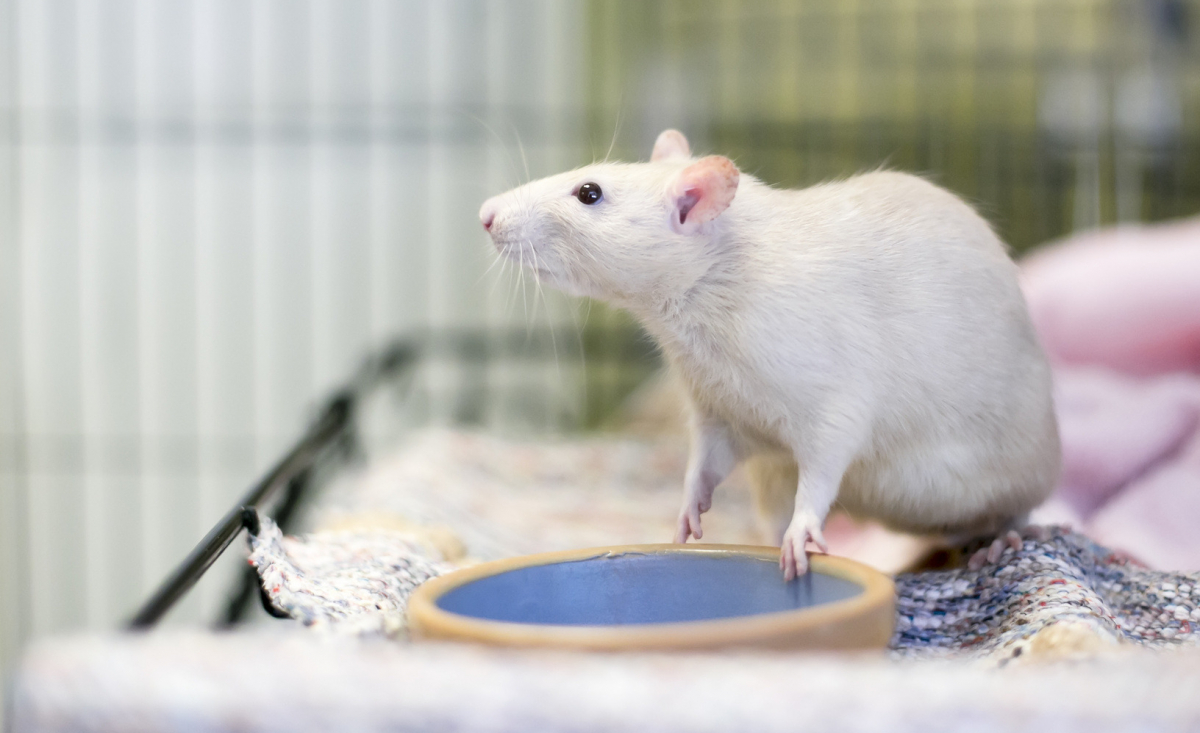 Illustration : "Préparer l'arrivée du rat à la maison"