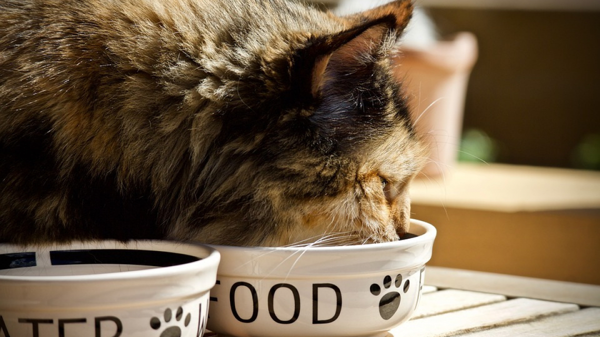 Illustration : "Forcer son chat à manger vegan, c’est risquer une amende voire de la prison"