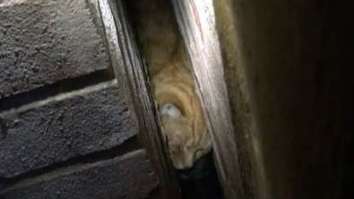 Illustration : "Ce chat s'est retrouvé coincé entre 2 murs, mais il a trouvé la force d'aider les pompiers à le sauver"