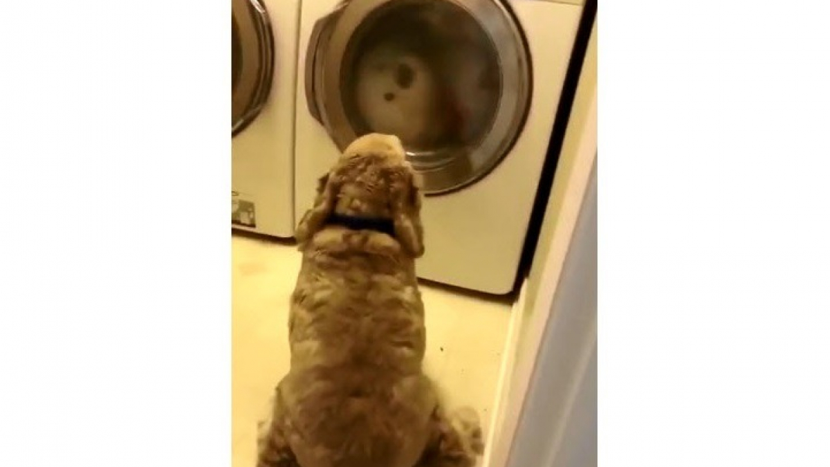 Illustration : "À l'heure de la toilette, ce chien ne peut s'empêcher de s'inquiéter pour ses amis ! "