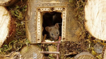 Illustration : Il fabrique une maison de luxe pour une famille de souris