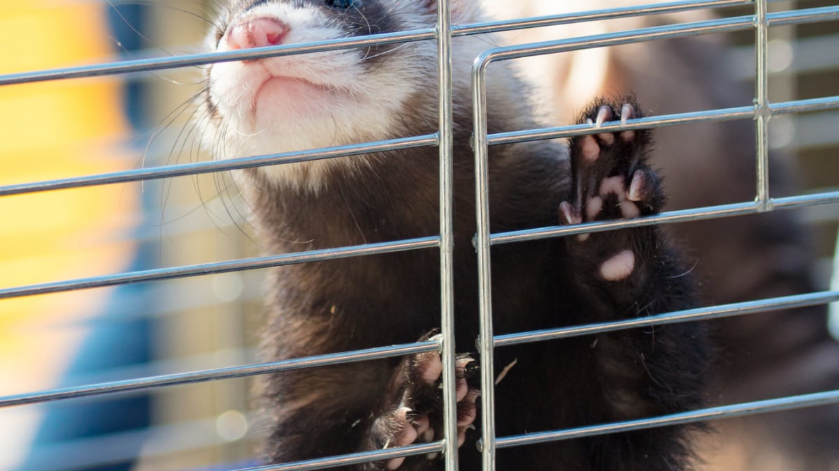 Illustration : "Préparer l'arrivée du furet à la maison"