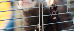 Illustration : "Préparer l'arrivée du furet à la maison"