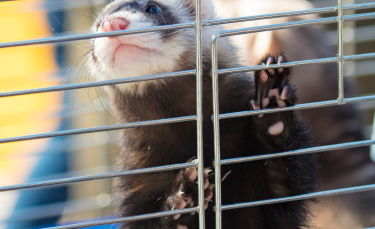 Illustration : "Préparer l'arrivée du furet à la maison"