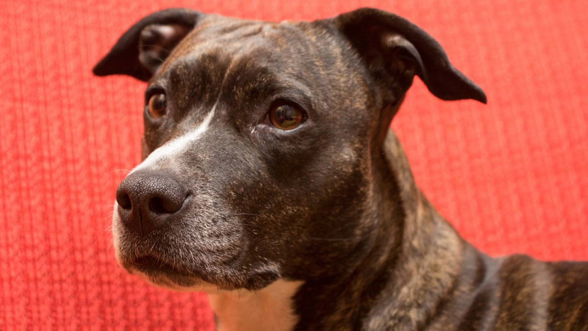 Illustration : "Placé en garde à vue pour avoir battu son chien, on le lui rend à sa sortie…"