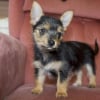 Illustration : 18 photos de magnifiques chiens Yorkshire Terriers crois&eacute;s