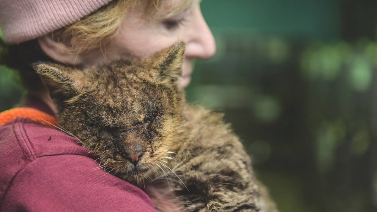 Illustration : "Ce chat malade que personne ne voulait toucher a eu droit à son premier câlin"