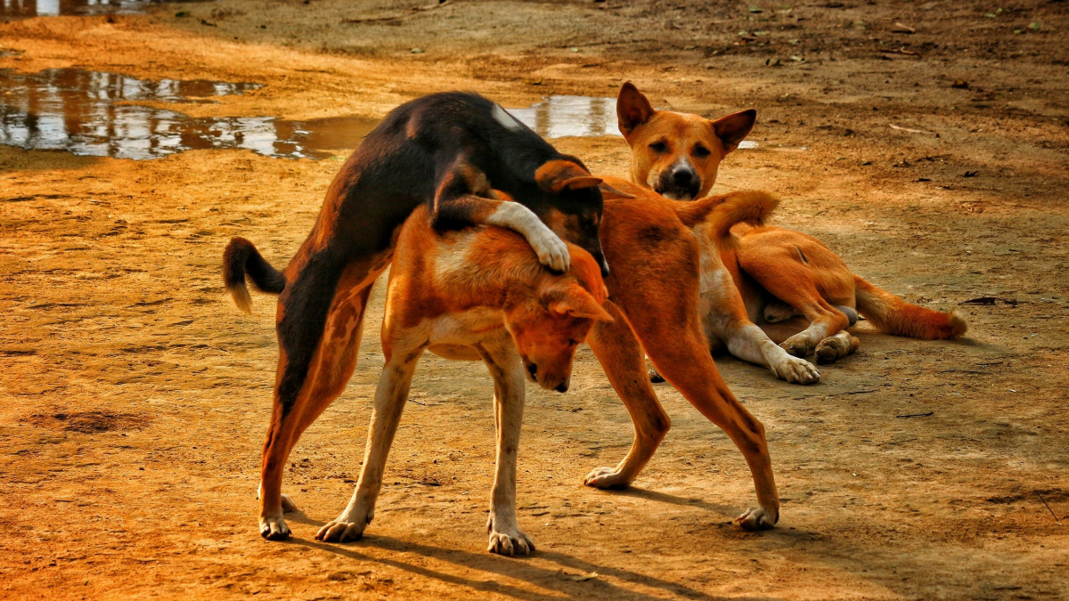 Illustration : "Pour quelle raison l'Egypte exporte-t-elle des chiens errants ?"