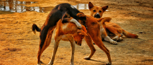 Illustration : "Pour quelle raison l'Egypte exporte-t-elle des chiens errants ?"