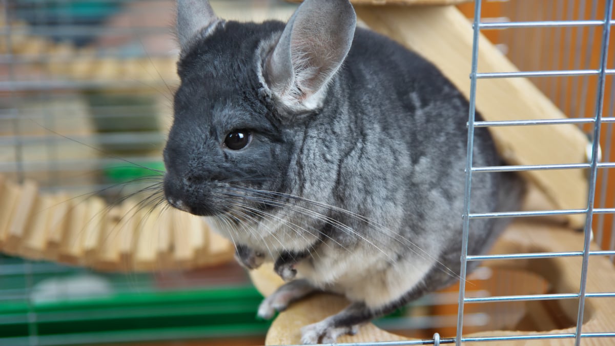 Illustration : "Préparer l'arrivée du chinchilla à la maison"