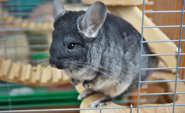 Illustration : "Préparer l'arrivée du chinchilla à la maison"