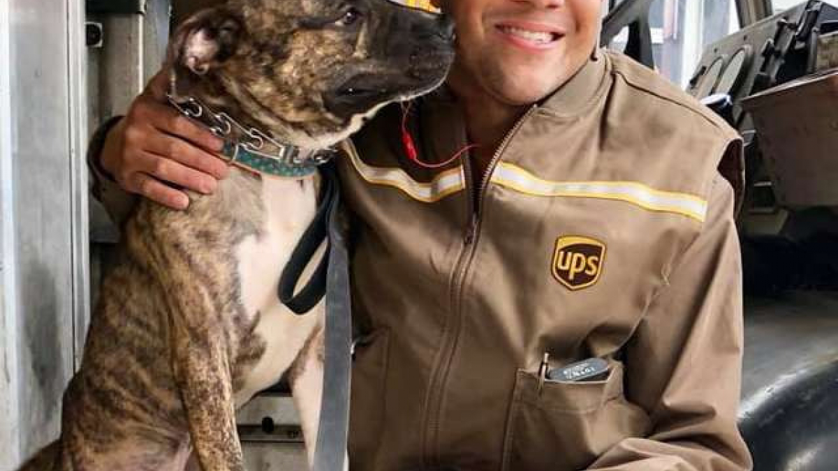 Illustration : "L’incroyable coup de foudre entre un livreur d’UPS et un chien d’un refuge"