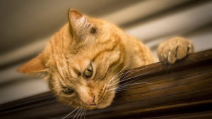 Illustration : Condamné à de la prison ferme pour avoir tué un chat et écrit avec son sang