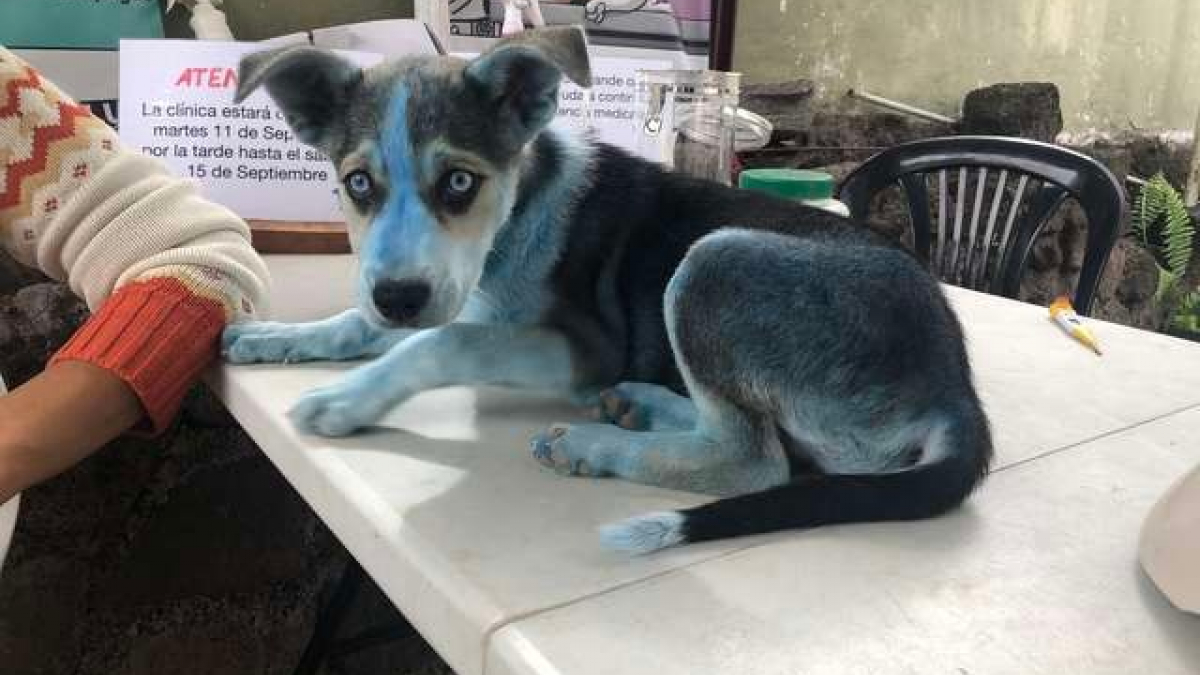 Illustration : "Surprise chez le vétérinaire lorsqu'ils voient arriver un chien bleu ! "