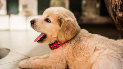 Illustration : 14 choses que tout propriétaire canin doit impérativement procurer à son chien