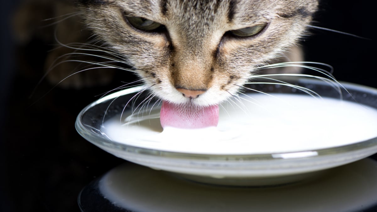 La consommation de lait est-elle recommandée pour votre chat ?