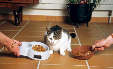 Illustration : "Choisir les croquettes adaptées pour son chat"