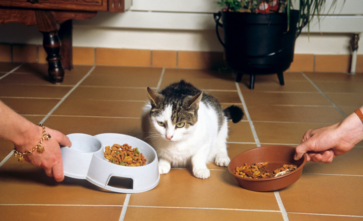Illustration : "Choisir les croquettes adaptées pour son chat"
