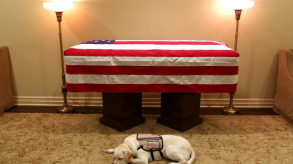 Illustration : Fidèle au poste, Sully la chienne du défunt président Bush met le monde en émoi