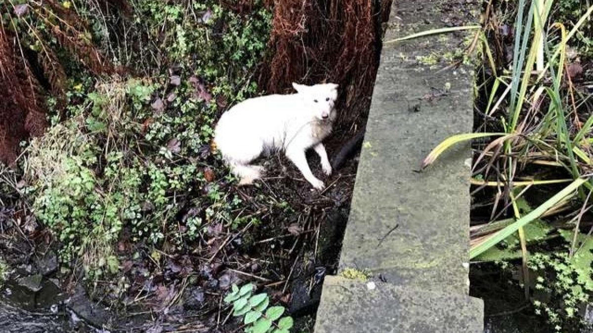 Illustration : "Une chienne s’enfuit et tombe dans un ravin, des promeneurs volent à son secours"