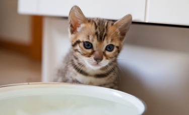 Illustration : "Les besoins en eau du chat"